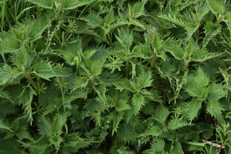 Nettles